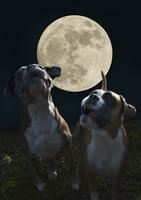 dogs and a full moon