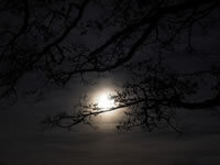 full moon effects on plants and trees