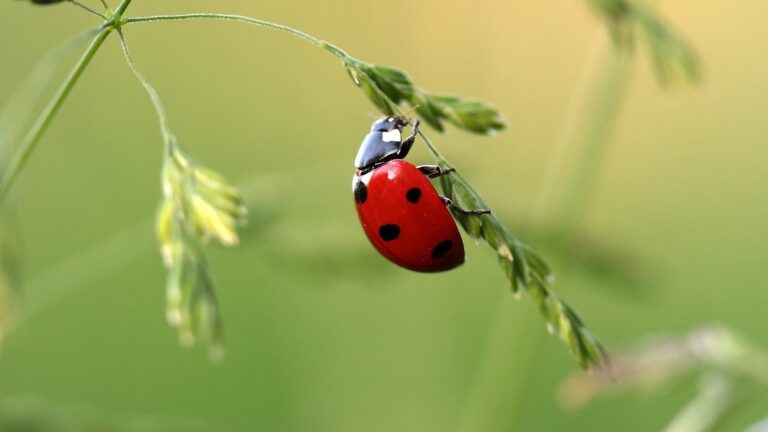 lucky, ladybug