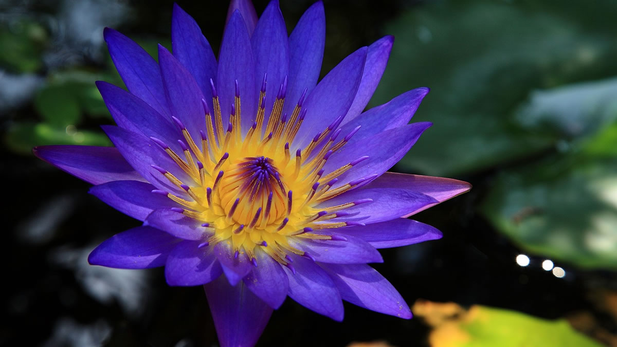blue lotus, shamanic plant medicines