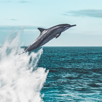 jumping dolphin at sea