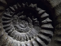 Fossil spiral