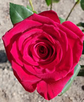 One of the red roses he gave me
