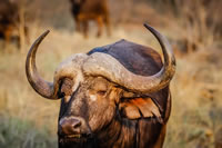 African buffalo, part of the bovine family