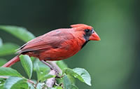 Red Cardinal bird